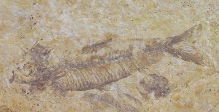 Bargain, Knightia Fossil Fish - Wyoming #67622